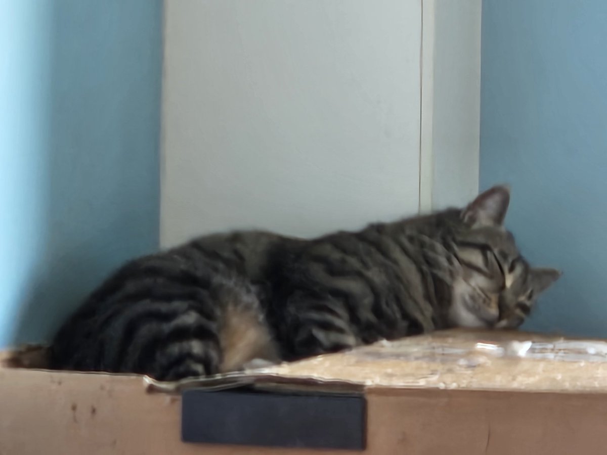 constance Moon tweet media