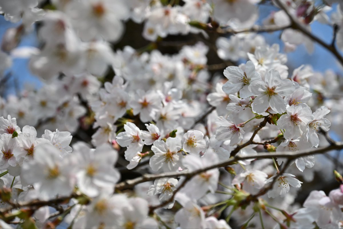 はたらく ずんだもん tweet media