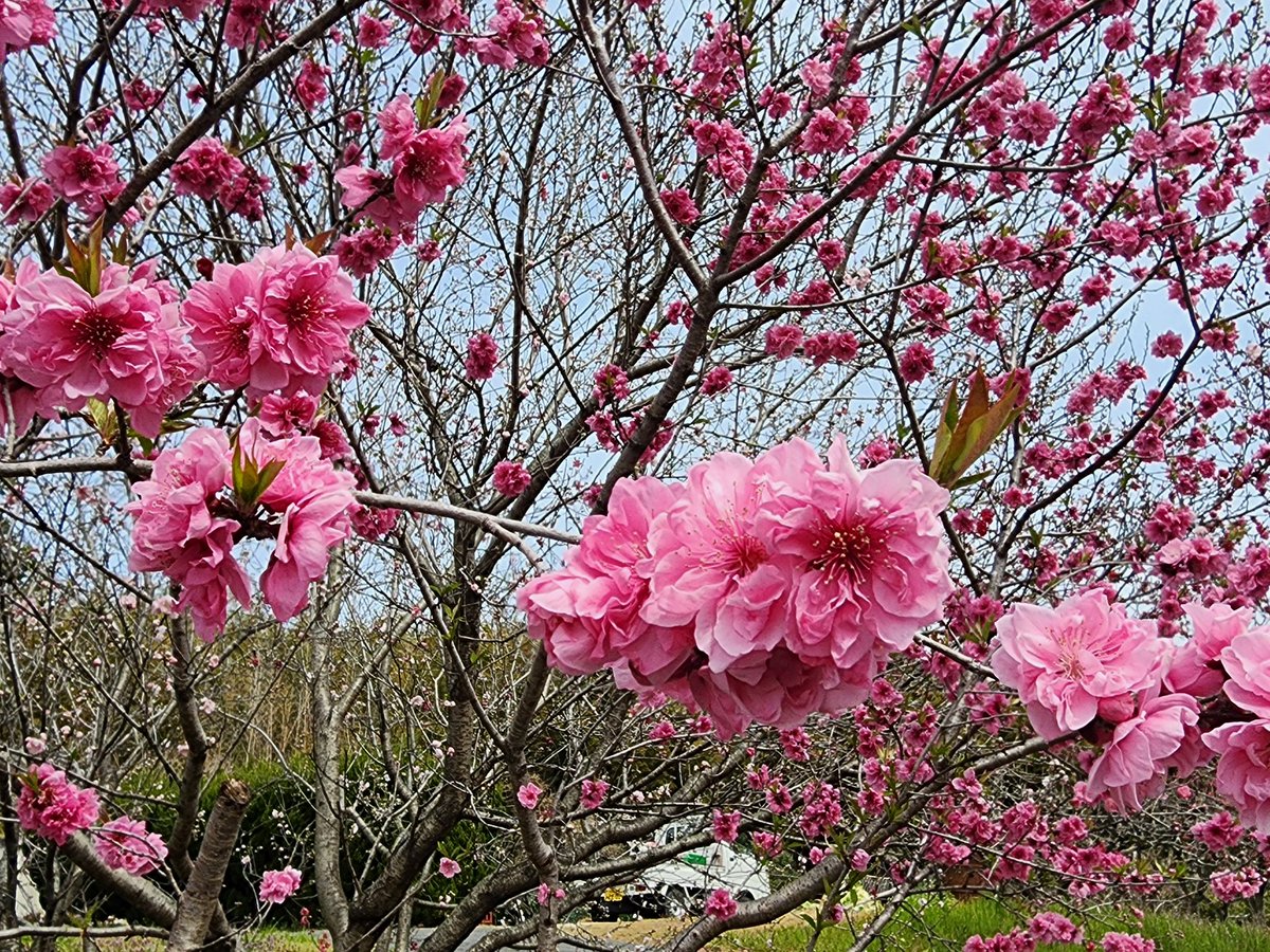TTakisita's tweet photo. @VTR250_typeLD きゅうさん。
こんばんは、こっちの桜はまばらで３、4部咲きですね。明日から雨が続くみたいなので咲いても雨ですぐ散るかもです(T-T) https://t.co/Jf8bOLoYMF