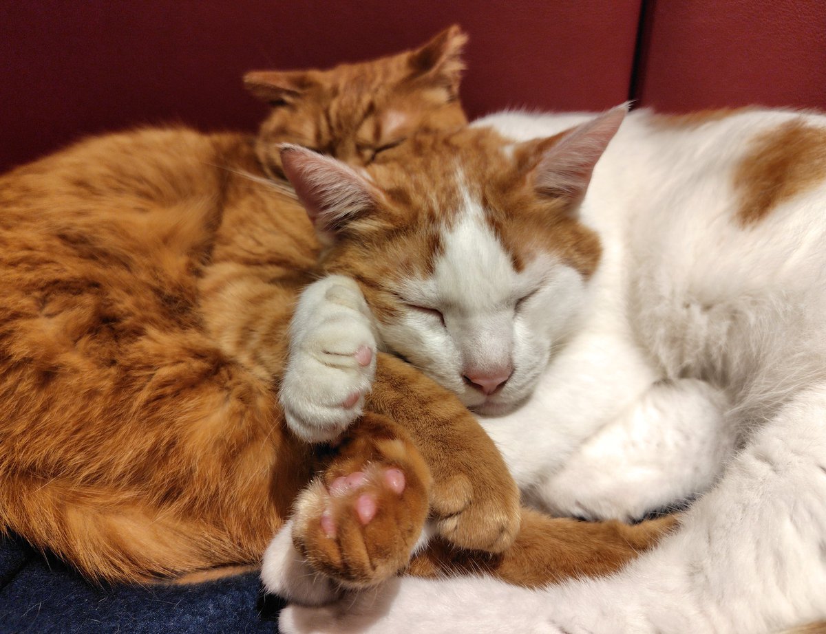 ひるぴ― tweet media