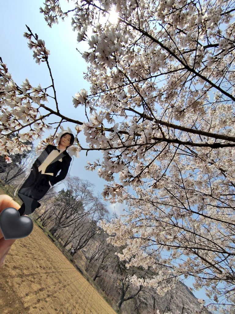 桜綺麗でした🌸