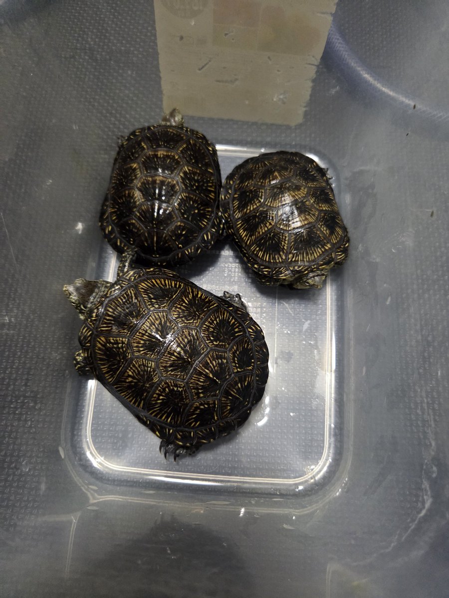 ローリー tweet media