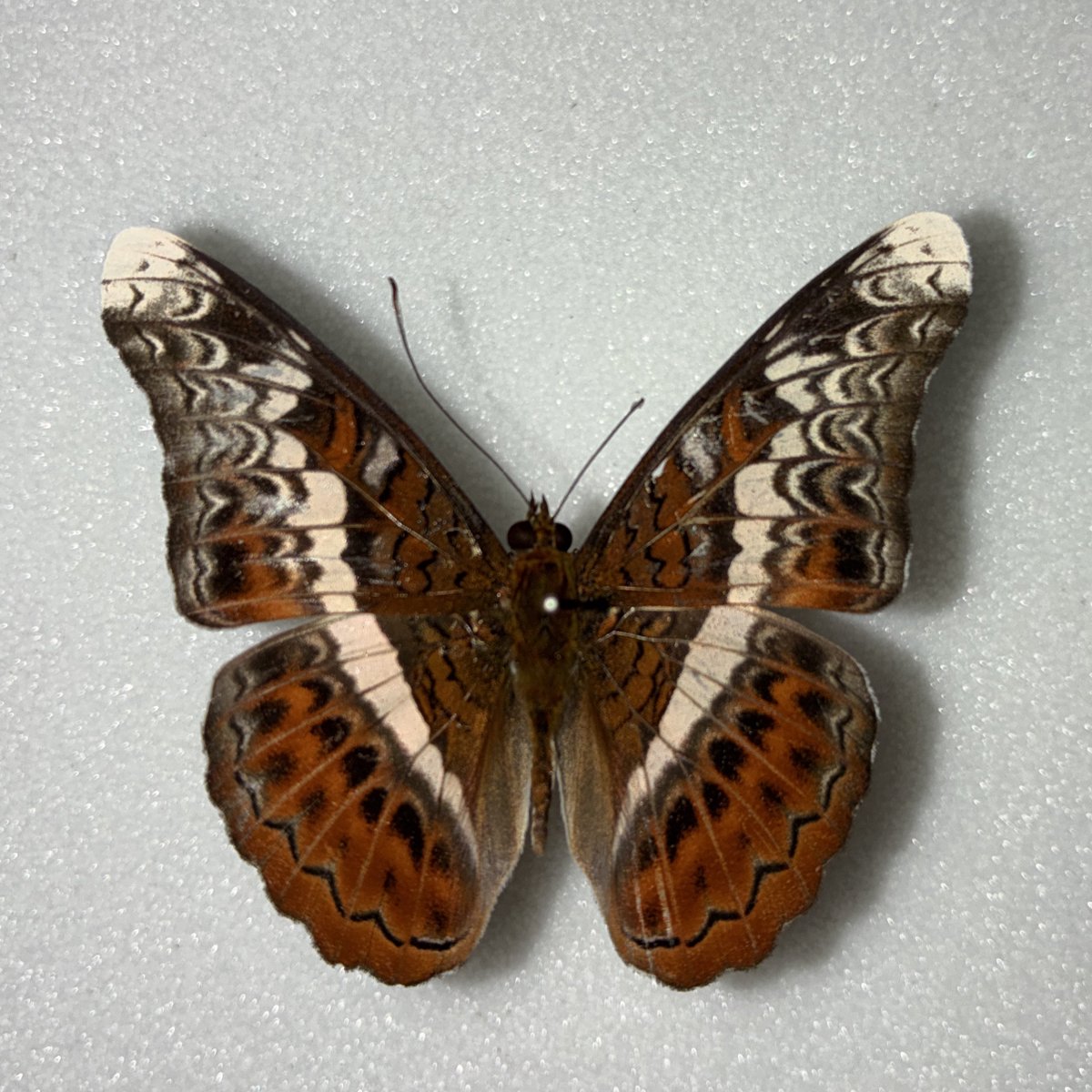 きつねのこ tweet media