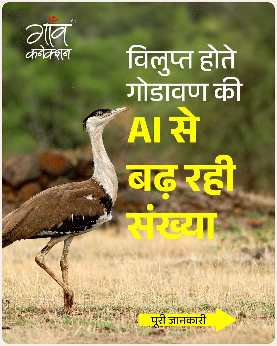 GaonConnection's tweet photo. ग्रेट इंडियन बस्टर्ड (गोडावण) की संख्या बढ़ाने के लिए अब आर्टिफिशियल इंसिमिनेशन (AI) तकनीक का इस्तेमाल किया जा रहा है। इससे संकटग्रस्त पक्षी को बचाने की दिशा में एक नई उम्मीद जगी है।

@RajCMO @CMOGuj #Gondavan #GreatIndianBustard #projectGIB #GIB #artificialinsemination @byadavbjp