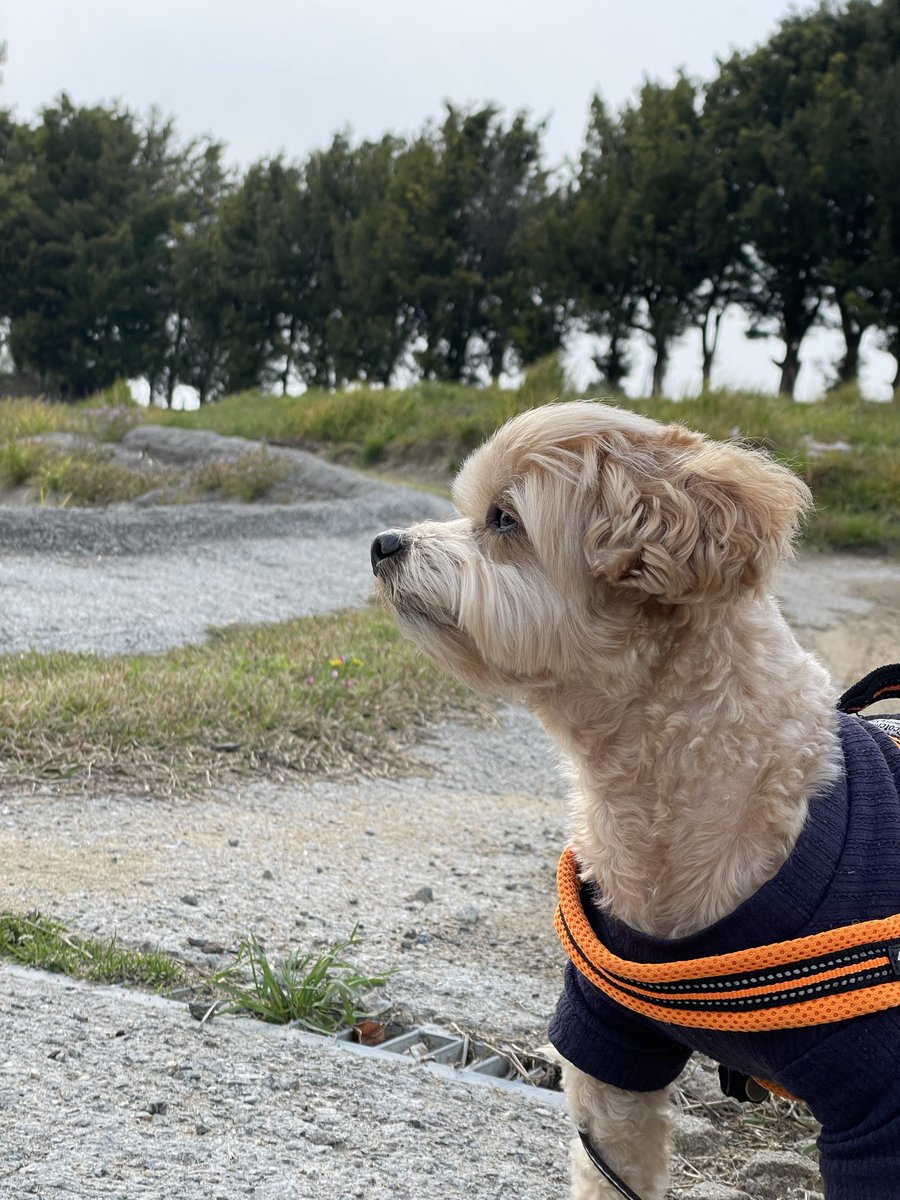 モナカの成長日記🐾 tweet media