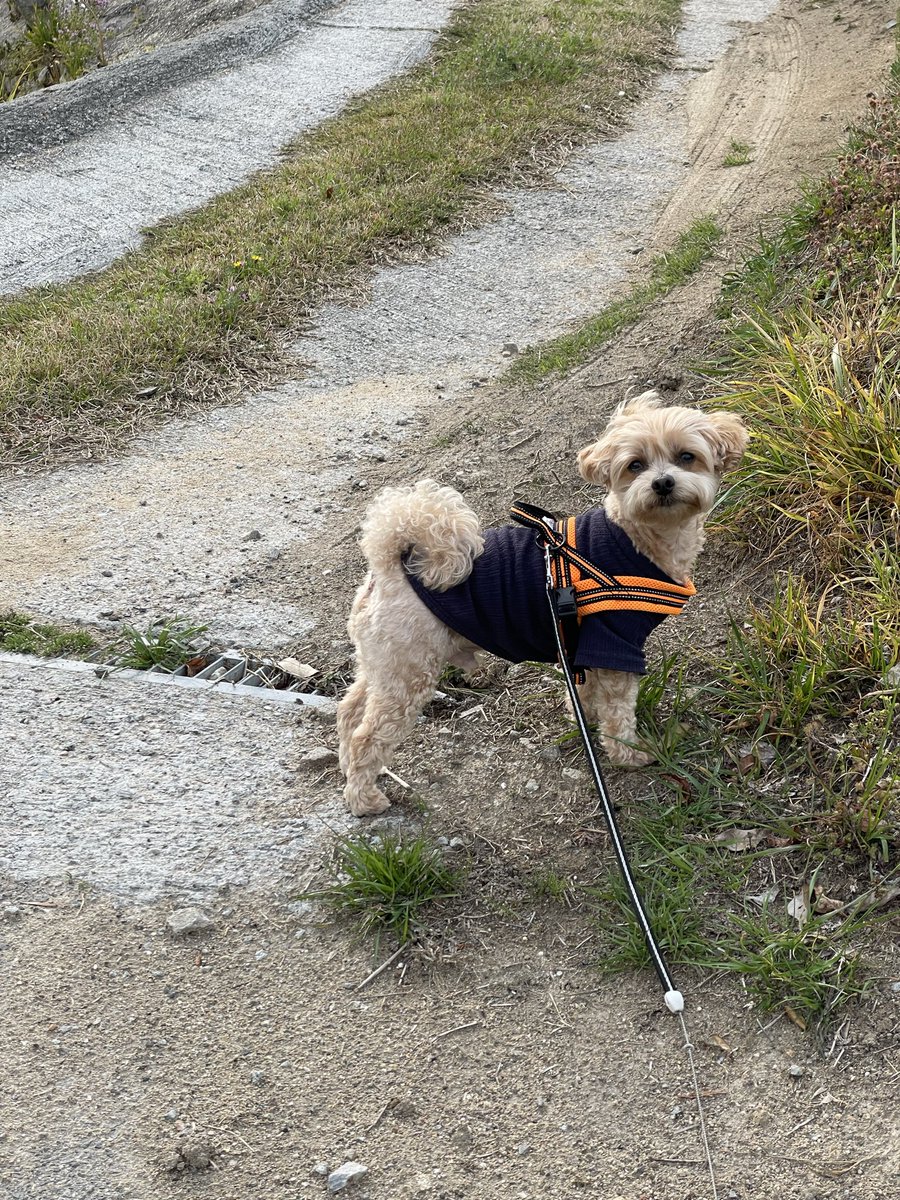 モナカの成長日記🐾 tweet media