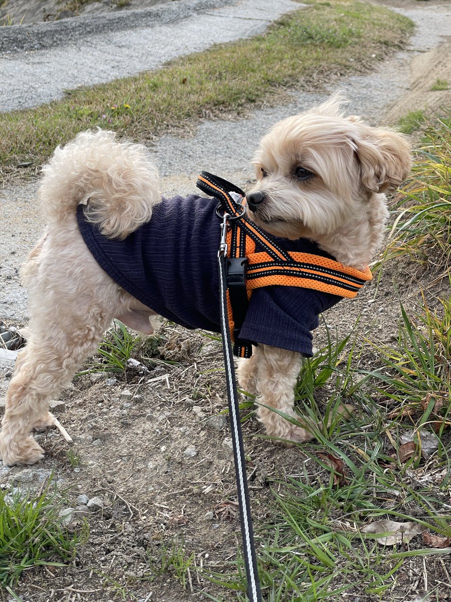 モナカの成長日記🐾 tweet media