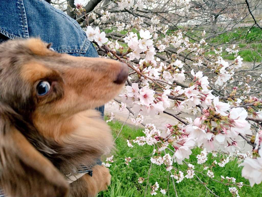 tubo Uo･ｪ･oU 🦊 tweet media