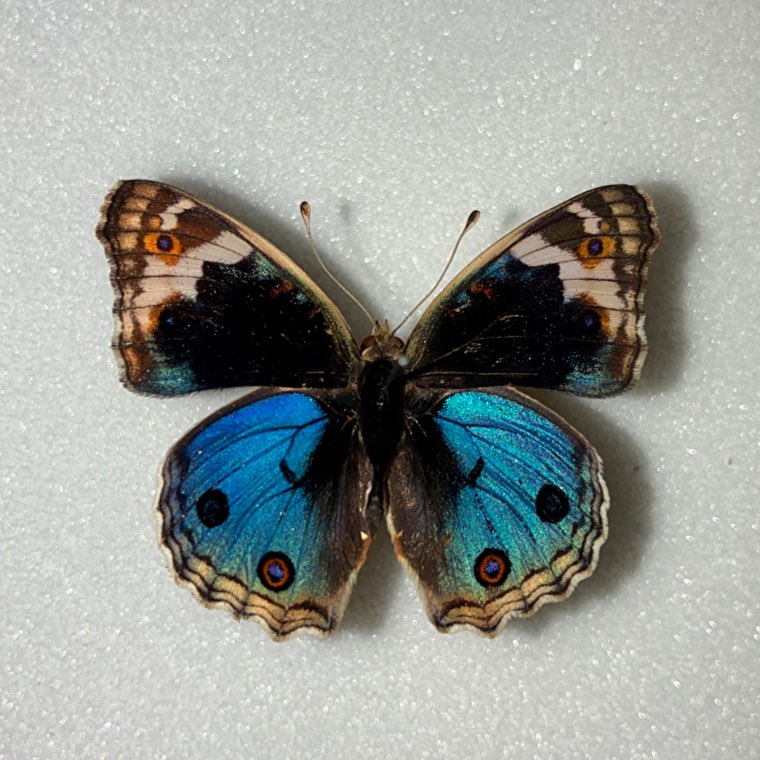 きつねのこ tweet media