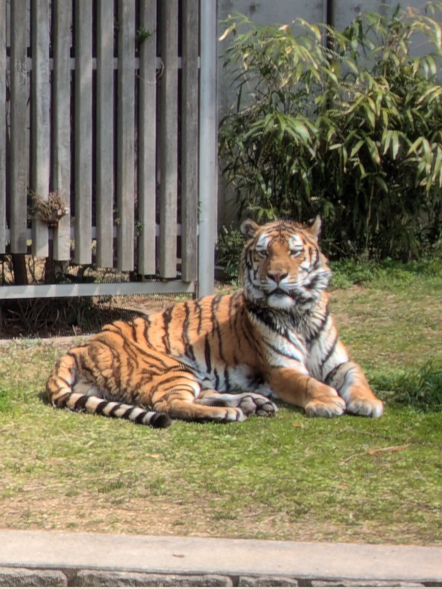 ばら*みるく* tweet media