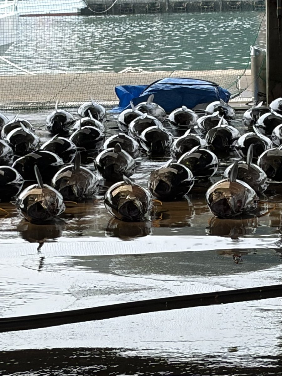 クラブツーリズム鉄道部 tweet media