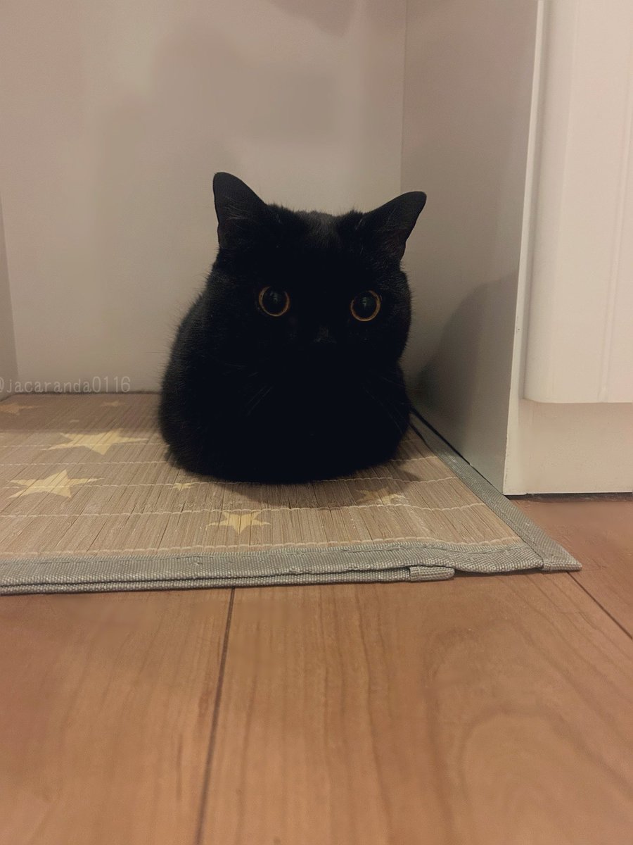 唐草ミチル tweet media