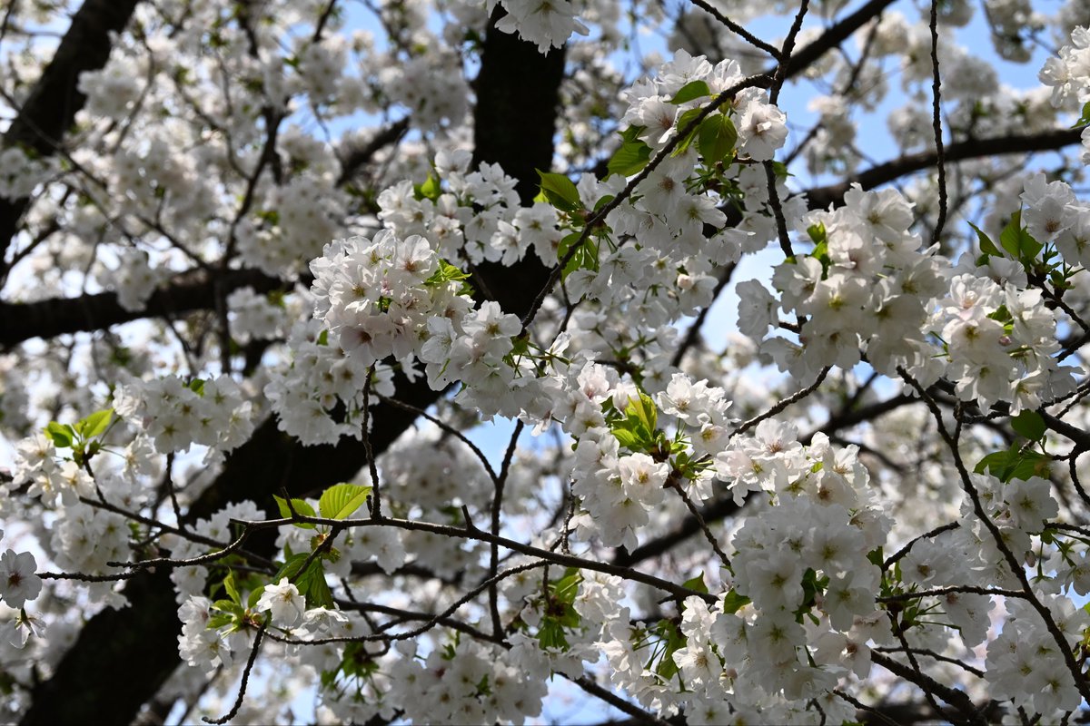 はたらく ずんだもん tweet media