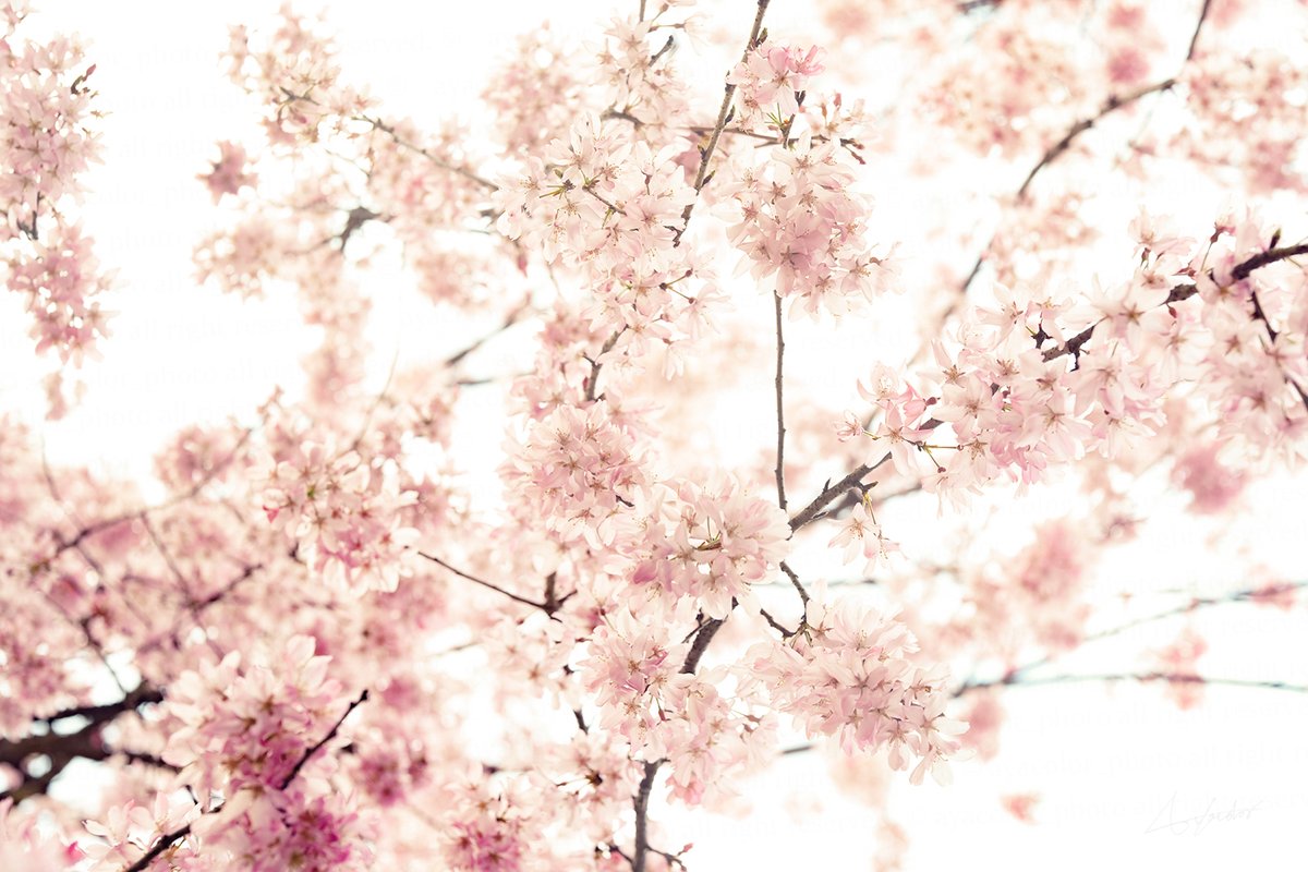 ayacolor (@ayacolor_photo) on Twitter photo 