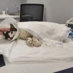 Francesco Borrelli tweet media