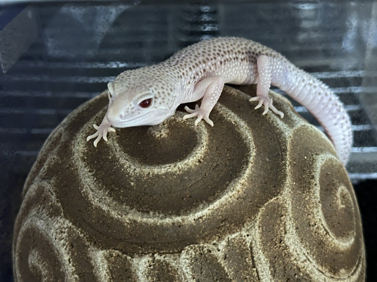 🌶️紫焔華🌶️ tweet media