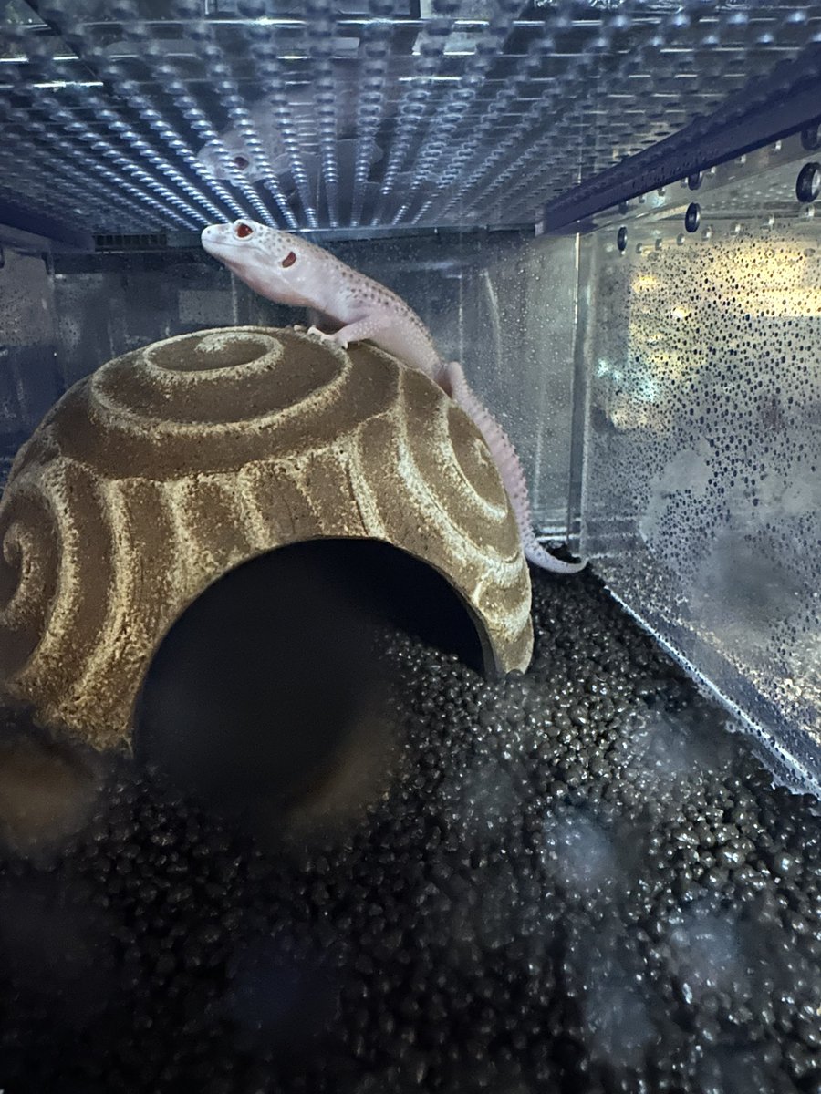 🌶️紫焔華🌶️ tweet media