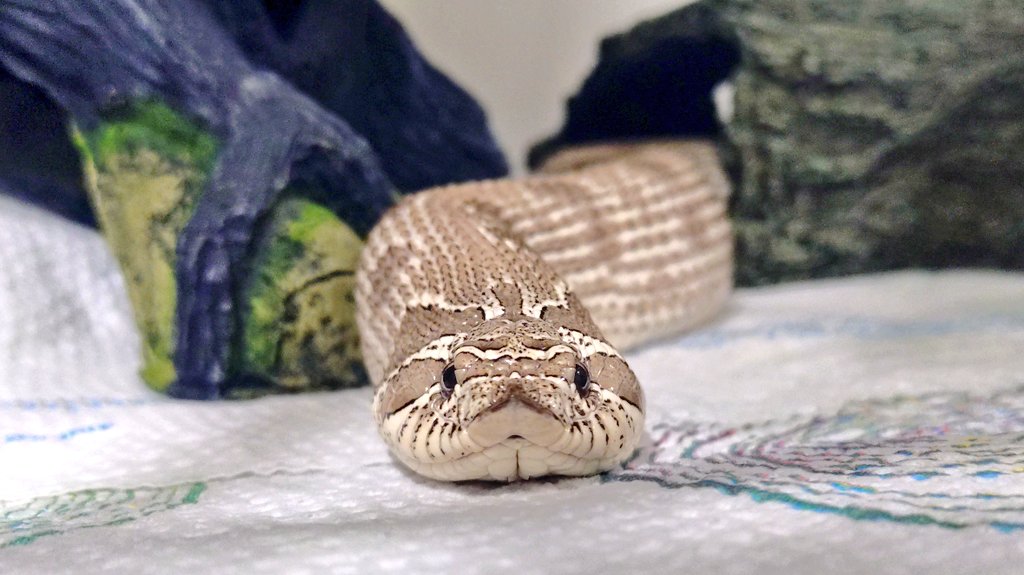 シータケ(*ﾟ↑ﾟ*) tweet media