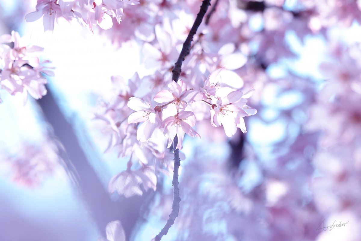 ayacolor (@ayacolor_photo) on Twitter photo 
