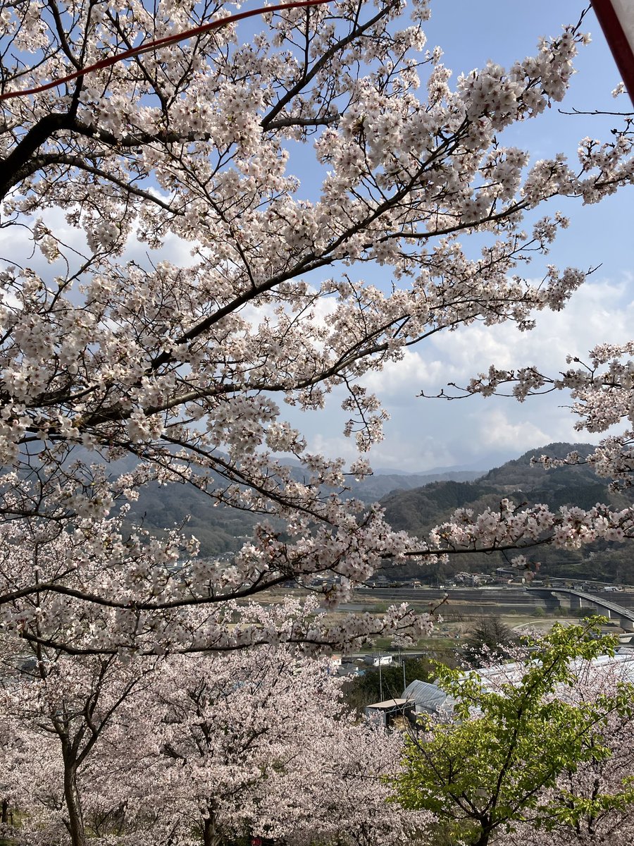 peanuts57_'s tweet photo. 今年も満開見れました
#お花見 https://t.co/aiqloYmrO9