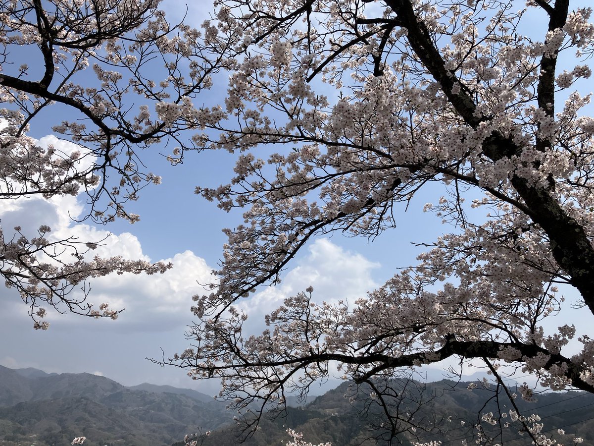 peanuts57_'s tweet photo. 今年も満開見れました
#お花見 https://t.co/aiqloYmrO9