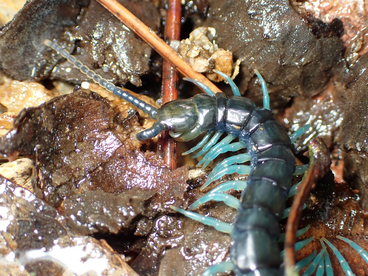 ヒデ@バッタラボ tweet media