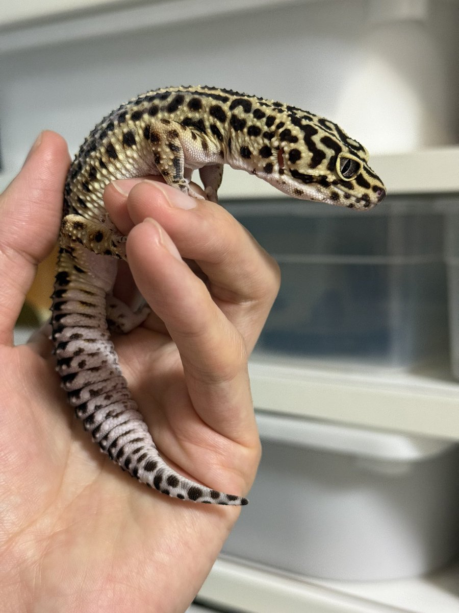 ﾖﾂﾊﾞ tweet media