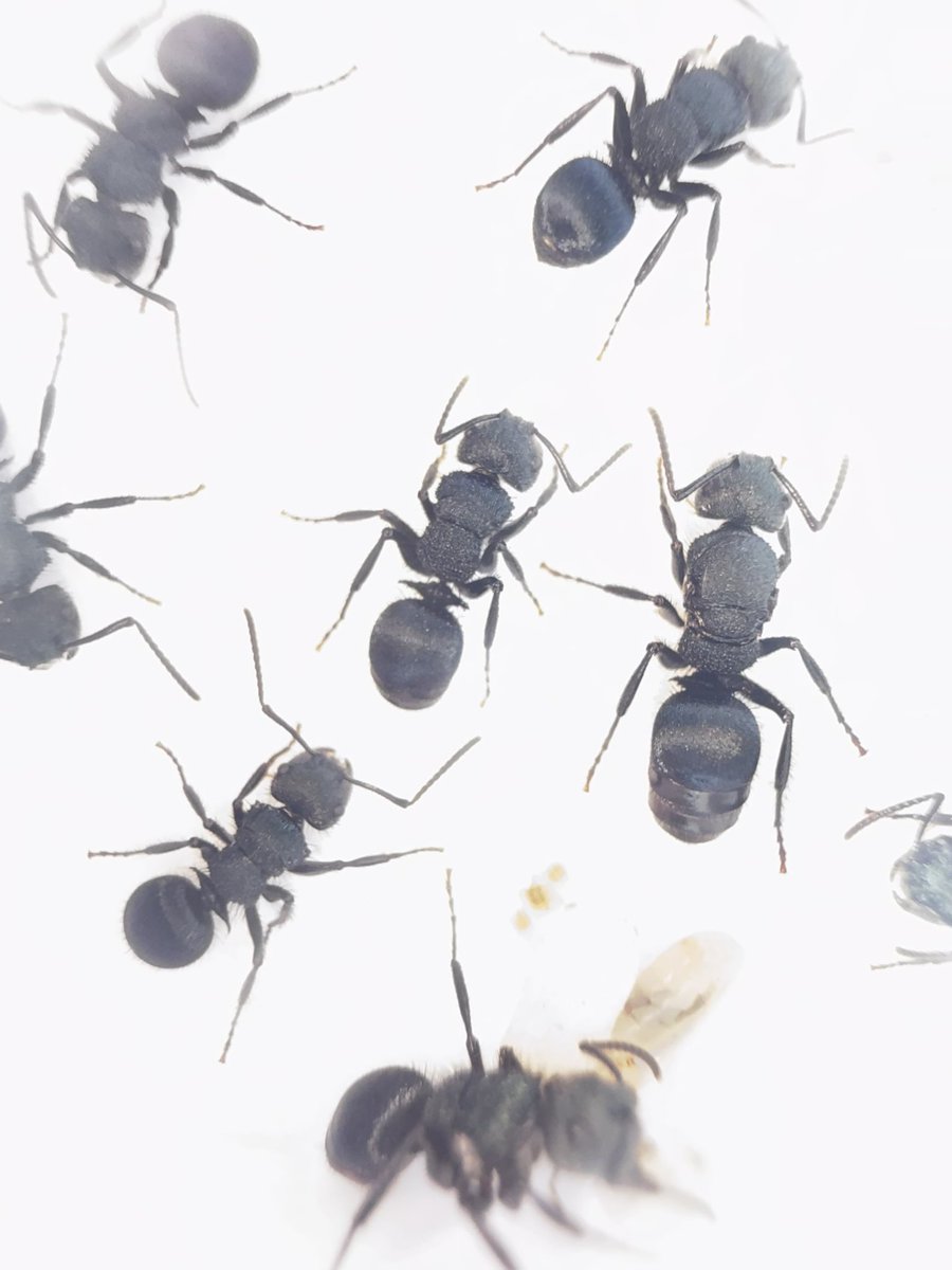 福寿茶 tweet media