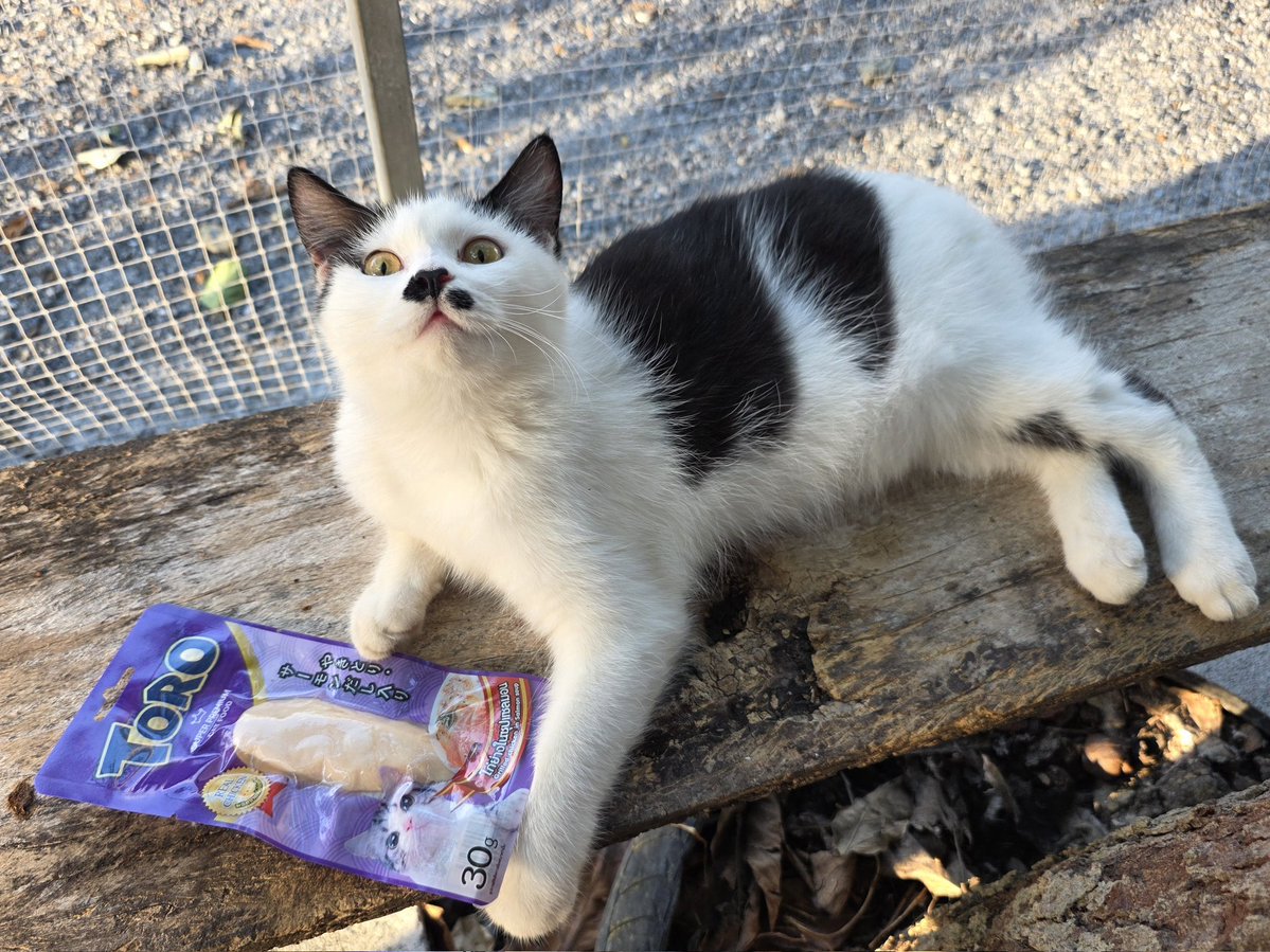 แมวทองมี กวีพเนจร tweet media