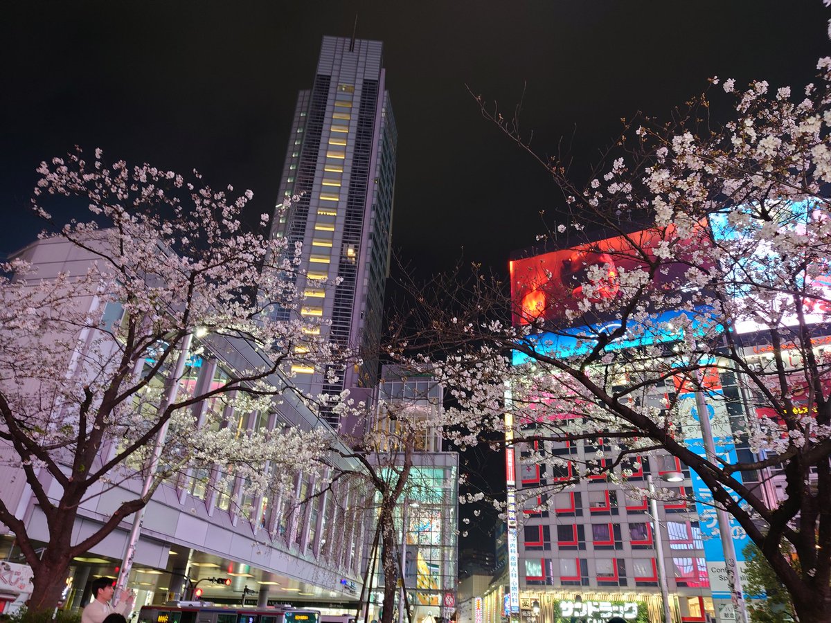 __SantaLand____'s tweet photo. ハチ公前で桜見たの初めてかもしれない
ほぼ地元なのに https://t.co/afhu3Pkb9H