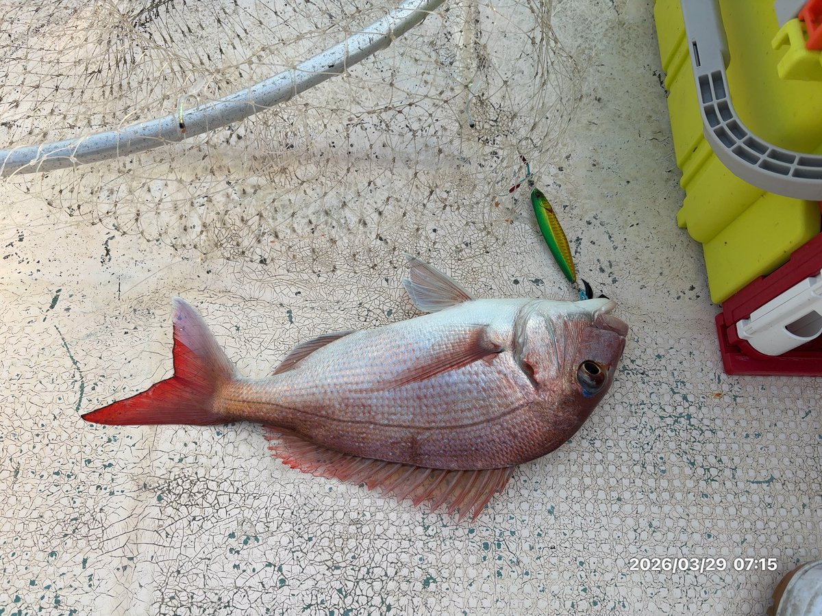 ███マイティソゥ█🦷🔨█ tweet media