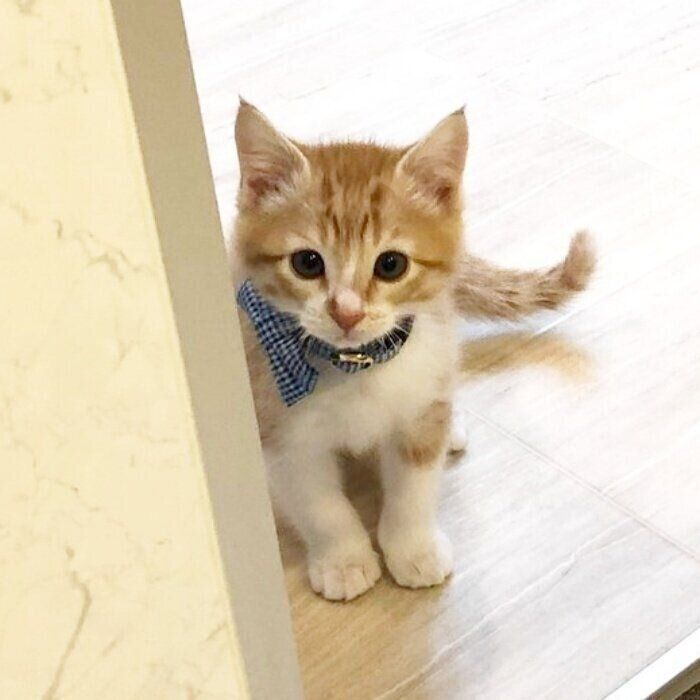 カモガワススム tweet media