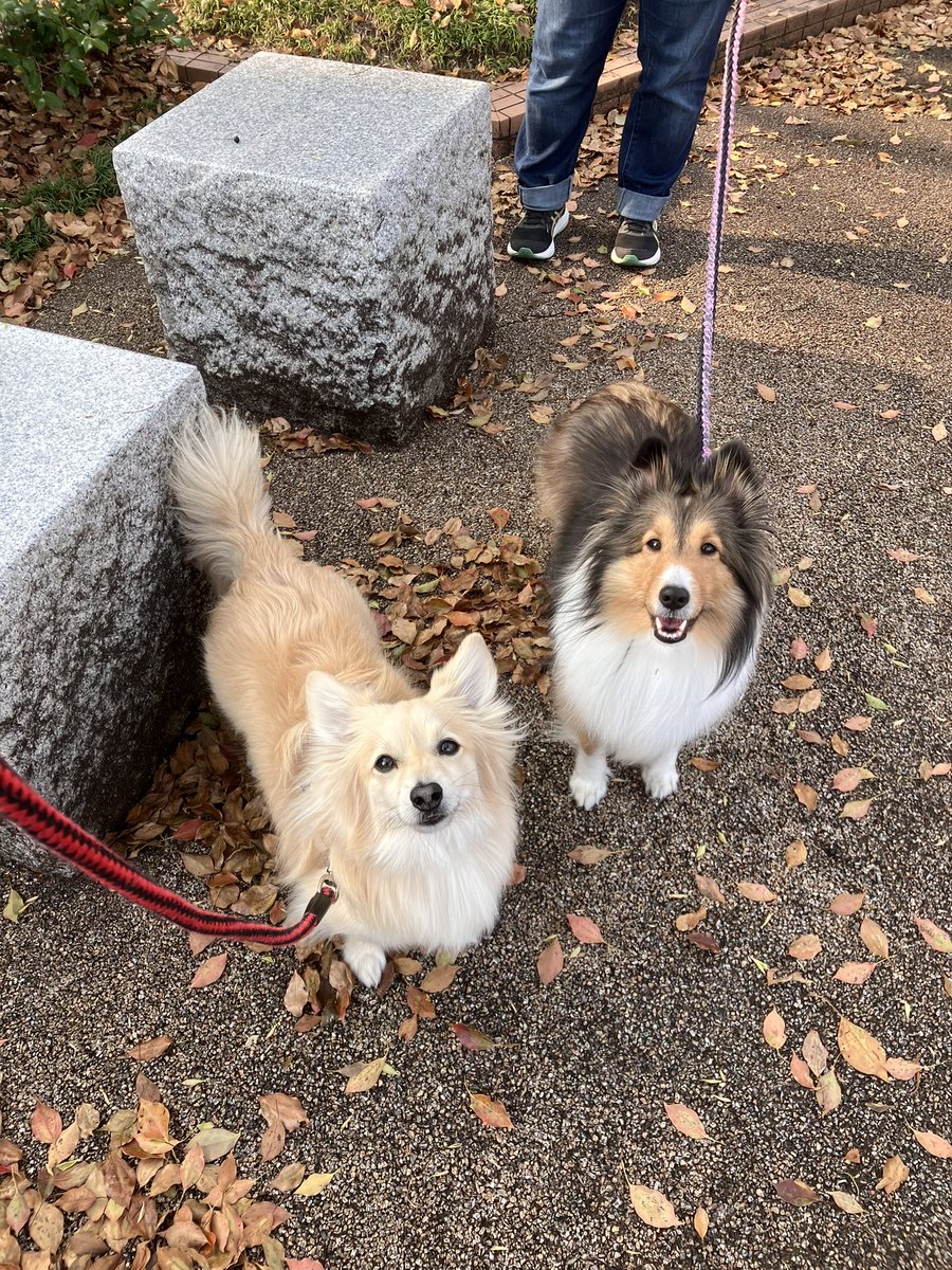 太郎　チーズ　キッフェル　レーチェ tweet media