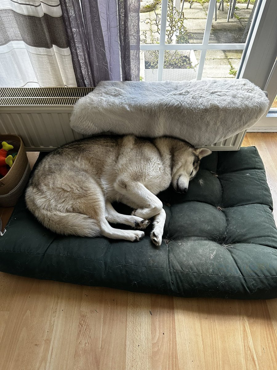 Excalibur_von_Avalon tweet media