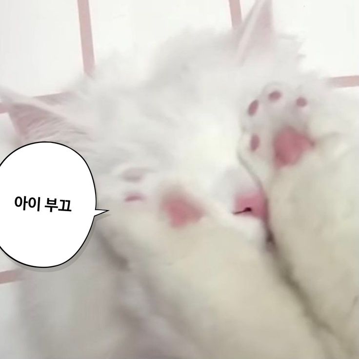 레이나 tweet media