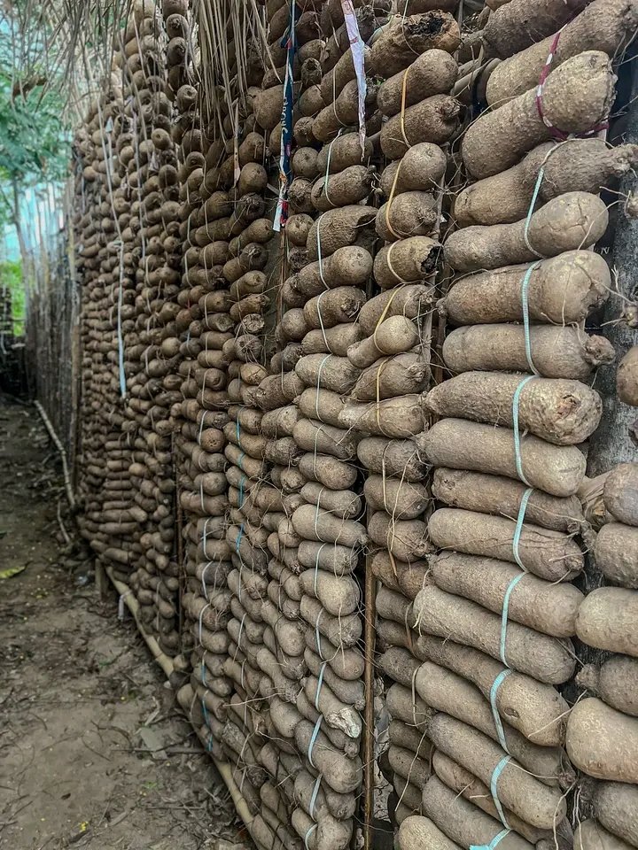 Chukwunonso (Farmer) tweet media