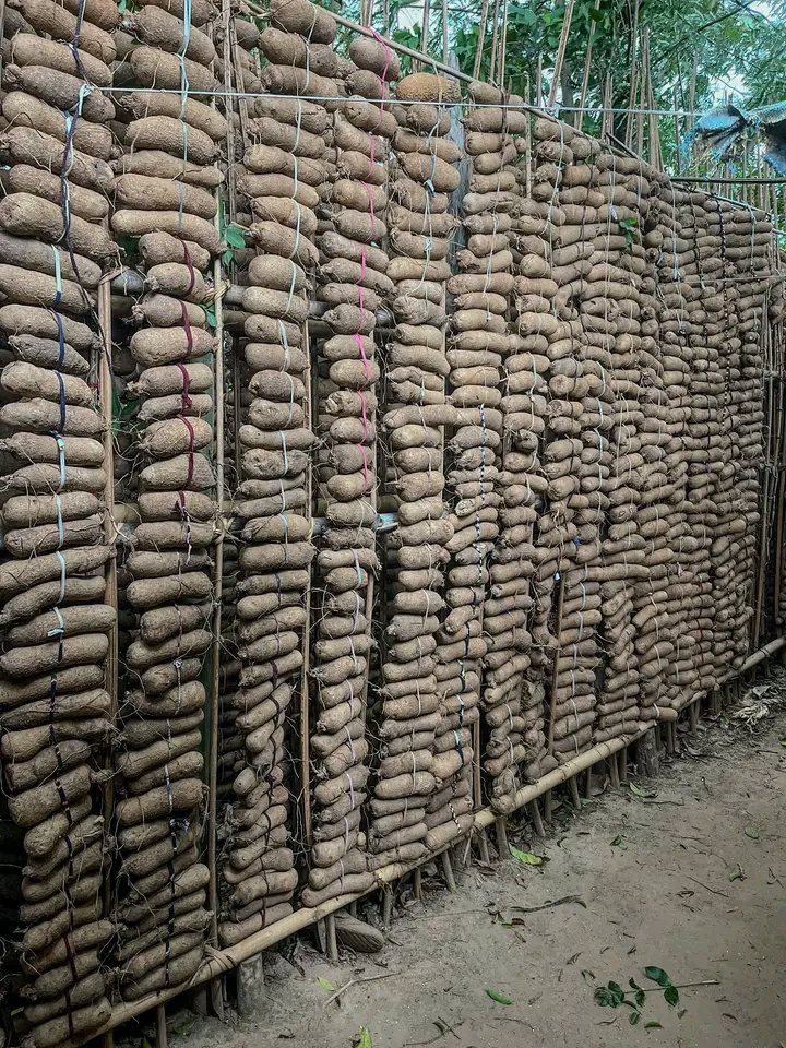 Chukwunonso (Farmer) tweet media