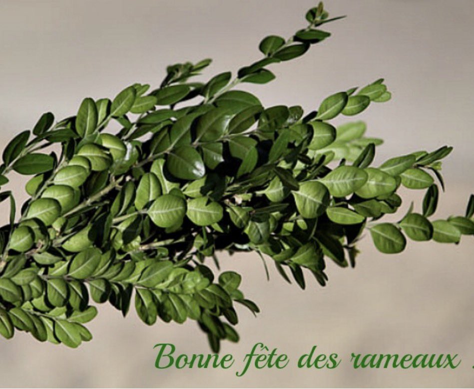 Mon Liban d’Azur tweet media