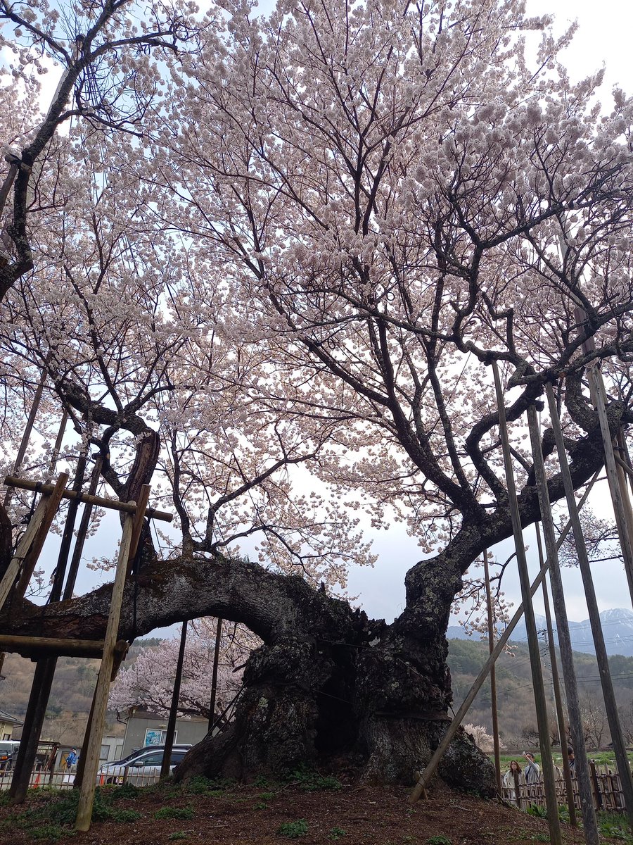 峰子(🌹❛ ֊ ❛„) tweet media