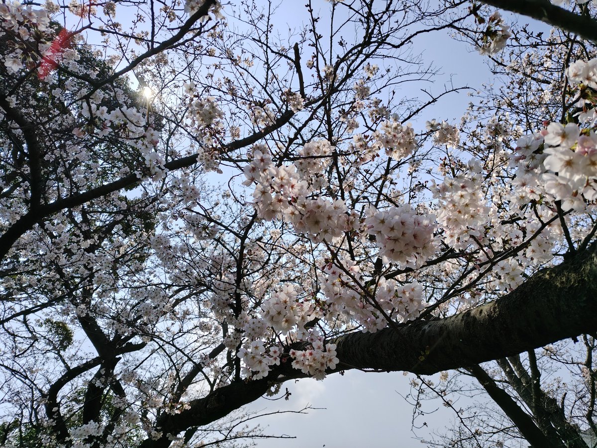 ハチみゅう(=^・^=)🌸と王様🐱 tweet media