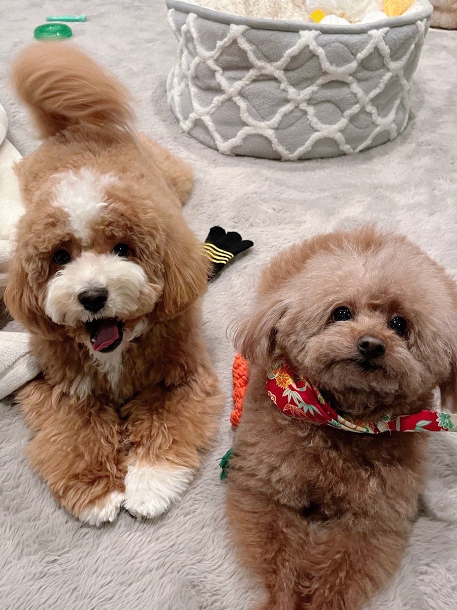 ちむむ。 tweet media