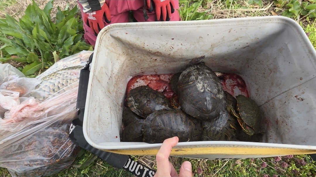 マーシーの獲ったり狩ったり tweet media