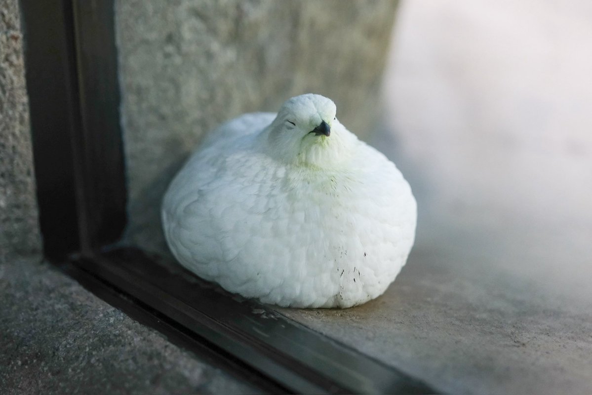 夏が好きなぶた tweet media