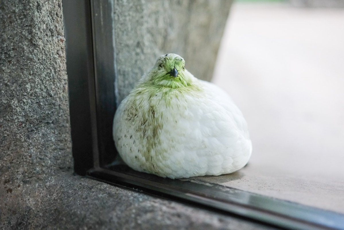 夏が好きなぶた tweet media