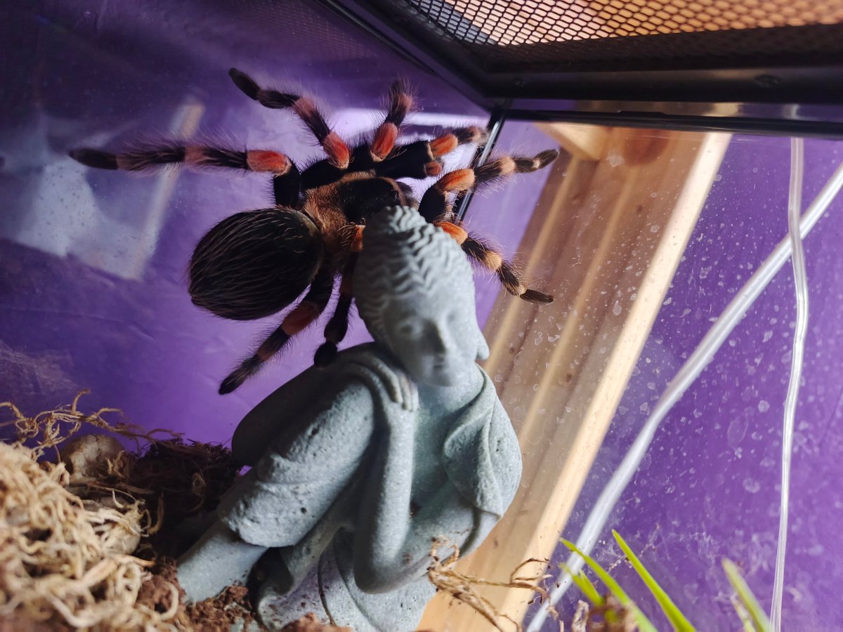 Buran-kun tweet media