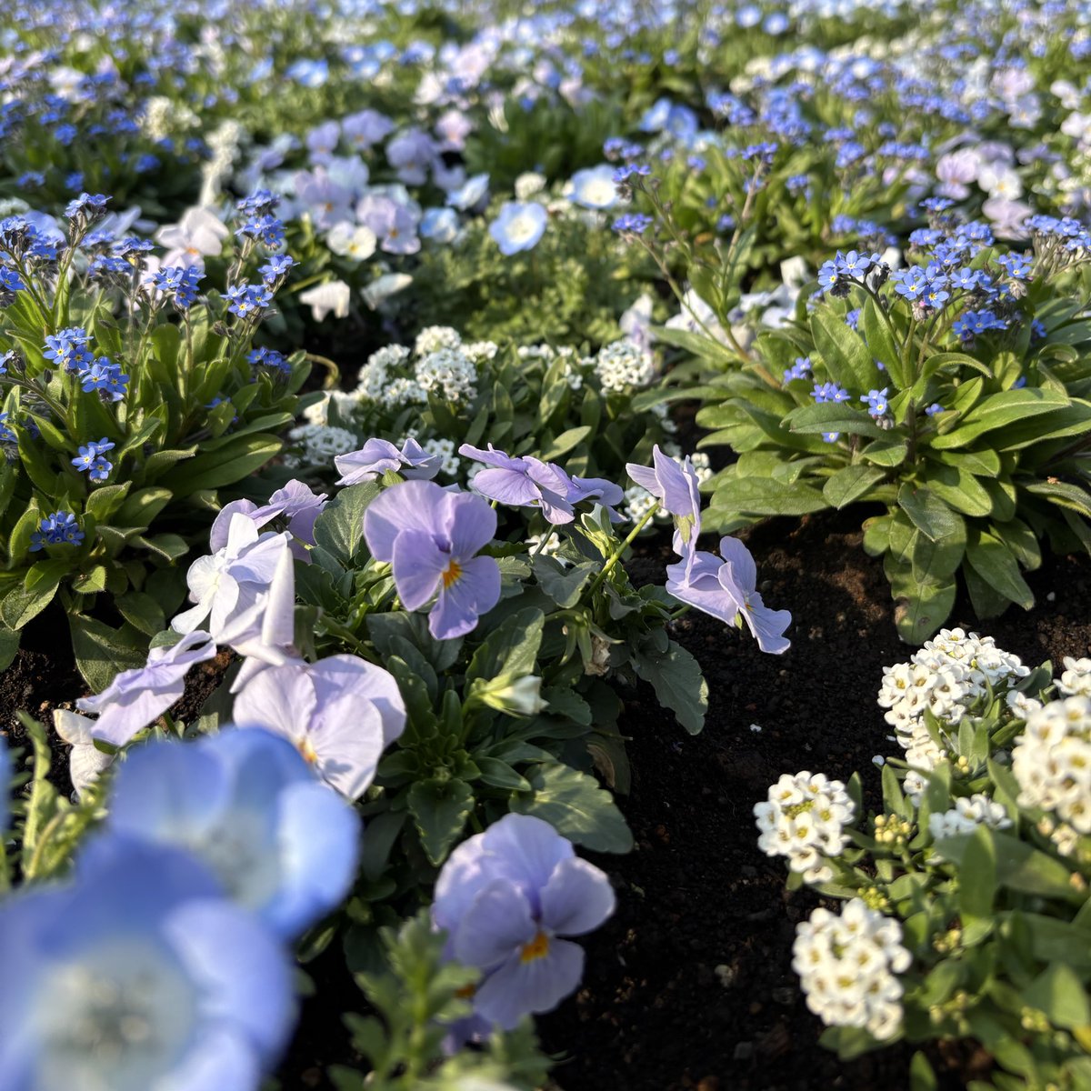 激ロー tweet media