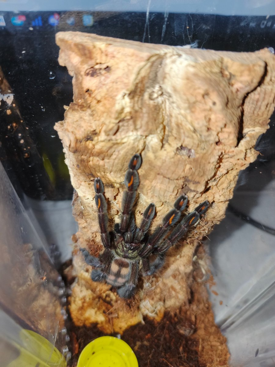 Buran-kun tweet media