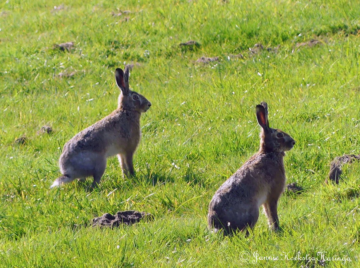 Jannie Hoekstra-Haringa tweet media