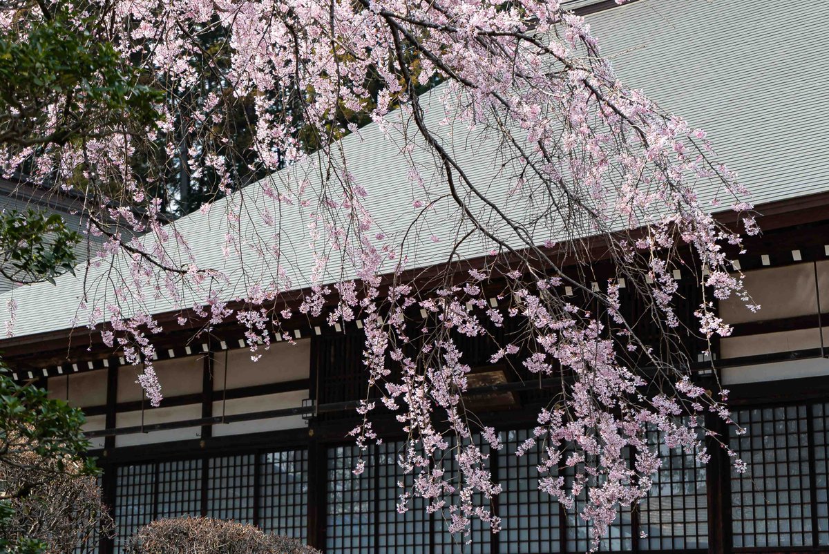 八王子ジャーニー・八王子テレビ tweet media