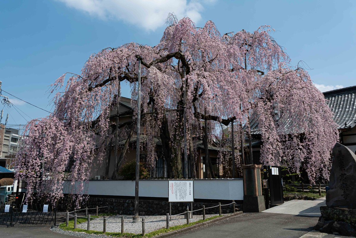 八王子ジャーニー・八王子テレビ tweet media